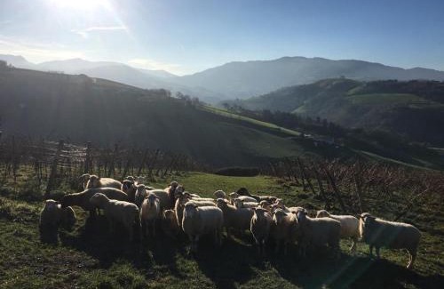 Olaskoegia Apartment | ARBELA Apartamentuak