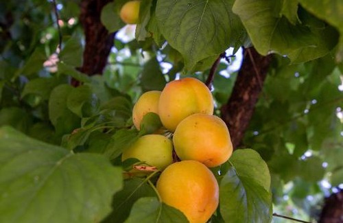 Martinsicuro Bed & Breakfast | Aria di Mare