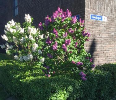 Kalamaja Apartment | Art Academy Apartment