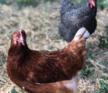 Polisy House | AU VIEUX PUIT