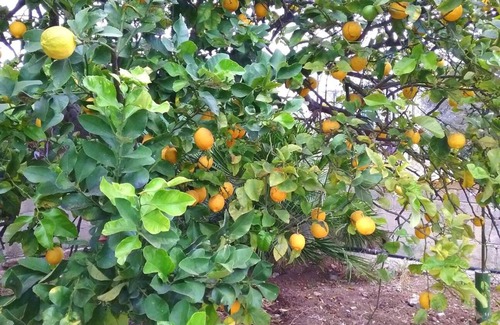 Gallina Apartment | Avolamare: monolocale la Palmina