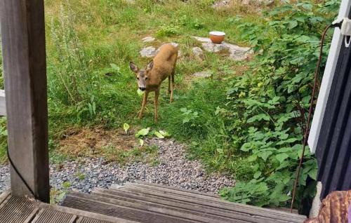 Mullsjo Municipality Apartment | Awesome Apartment In Mullsjö With Wifi