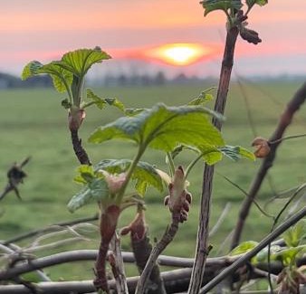 Graft Bed & Breakfast | B&B De Pauw - Country Home Cooking