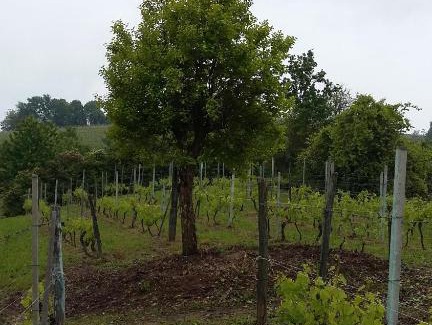 San Matteo Bed & Breakfast | B&B Grotto Valle