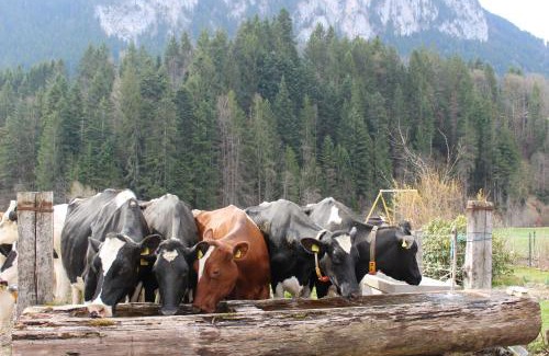 Chateau-d'Oex Bed & Breakfast | B&B Le Berceau