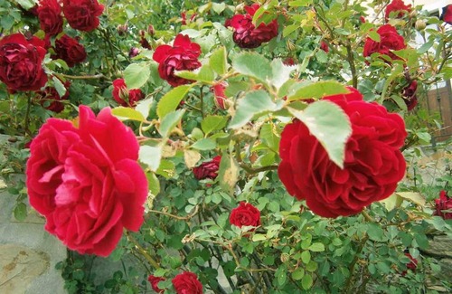 Santadi Bed & Breakfast | B&B S'ARROSA ANTIGA