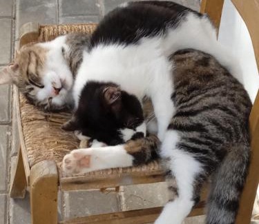 Satriano di Lucania Bed & Breakfast | B&B Villa Rosina