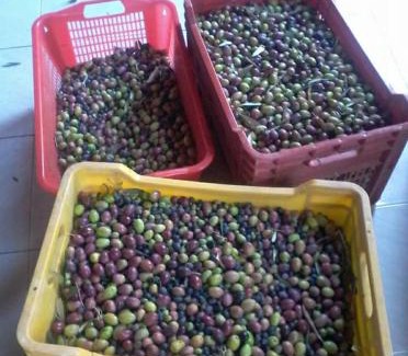 Satriano di Lucania Bed & Breakfast | B&B Villa Rosina