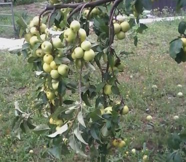 Satriano di Lucania Bed & Breakfast | B&B Villa Rosina