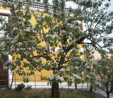 Satriano di Lucania Bed & Breakfast | B&B Villa Rosina