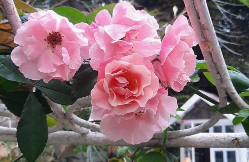 Mae On House | Balmy Hideout Cafe'& Homestay