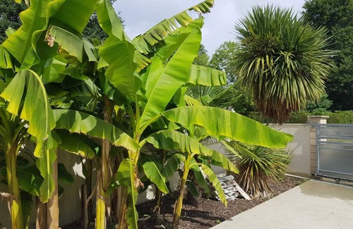 Mios House | Bassin d'Arcachon: Nice house with garden