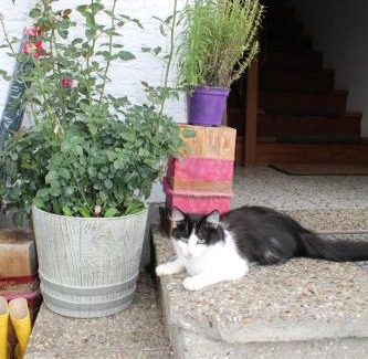 Nussdorf am Attersee House | Bauernhof Familie Knoblechner