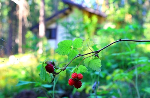 Ilyichevo Resort | Baza Otdikha Ilichevo