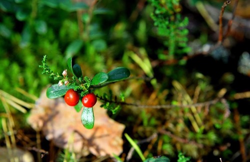 Ilyichevo Resort | Baza Otdikha Ilichevo
