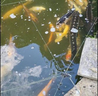 Trowbridge House | Beautiful Self Contained Cottages in Westbury