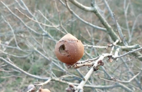 Arezzo Apartment | Bed And Breakfast Loriana