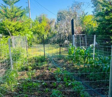 Flora Hill Apartment | Bird Paradise In Bush setting