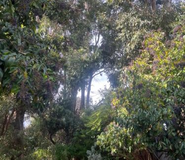 Flora Hill Apartment | Bird Paradise In Bush setting