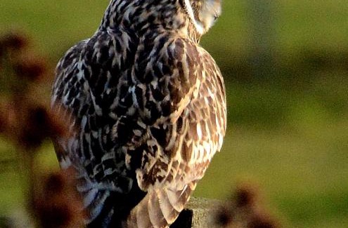 Orphir Ski Chalet | Buxa Farm Chalets