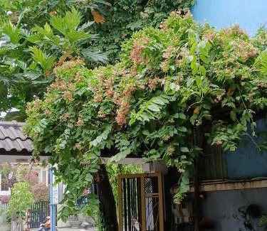 Cam Le Bed & Breakfast | Cát Tường Homestay