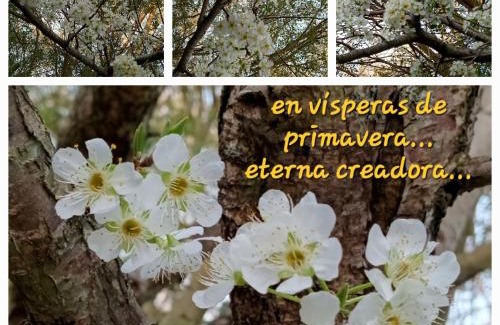 Partido de Tigre Apartment | Cabaña La Paz