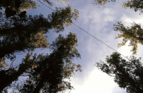 Bosque Peralta Ramos Cabin | Cabañas Bosk