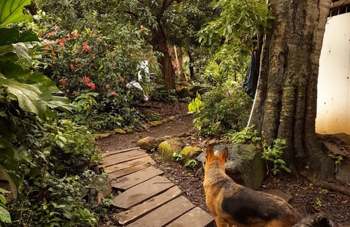 Balgue Cabin | Cabañas El Bamboo