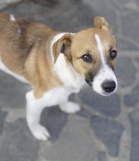 Pomi House | Casa cu fantana