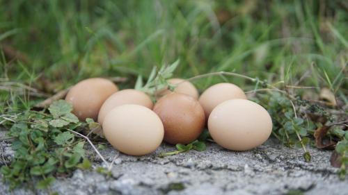 Pomi House | Casa cu fantana