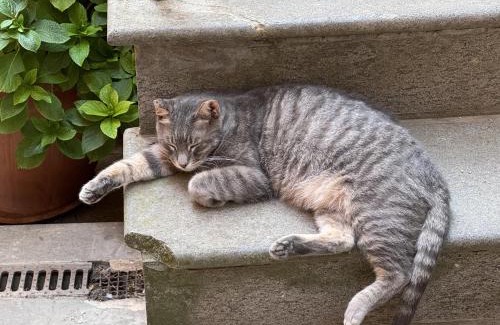 Soriano nel Cimino House | Casa d'artista: E poi tornarono le rondini.