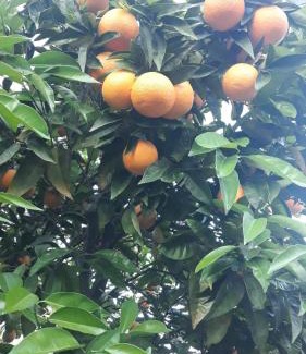 Pinhao House | Casa das Laranjeiras