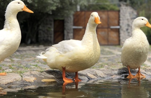 San Pablo del Lago Cottage | Casa del Lago, Cabaña Ecológica con Hermosa Vista