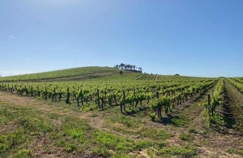 Anadia House | Casa Gorjão