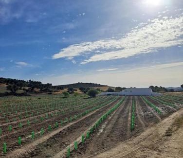 Mertola House | Casa na horta, planície alentejana