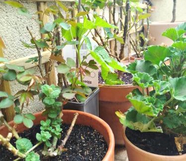 Sos del Rey Catolico Apartment | Casa Pilar