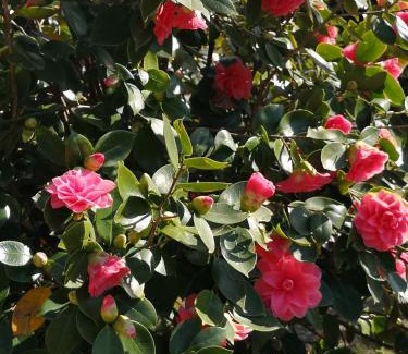 Brunate House | Casa Vacanze Le Violette