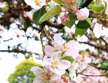 Marcouray Ski Chalet | Chalet Le Daim La Boverie