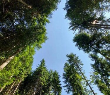 Polyanytsya Apartment | Chalet Panorama (Апартаменти)