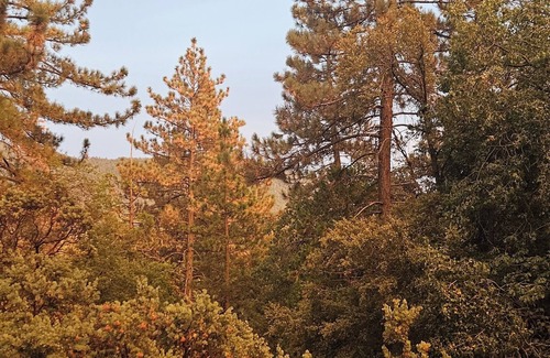 Mountain Center Ski Chalet | Chalet with access to San Jacinto Mountains, Idyllwild ,just 10 minutes away