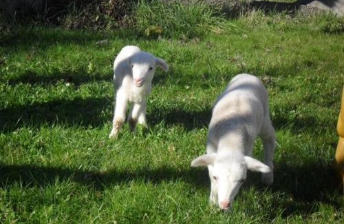Montesquieu-Avantes House | Chambre familiale à la ferme