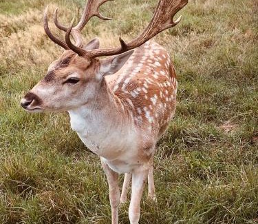 La Chapelotte Bed & Breakfast | Chambre familiale Élevage Girbal