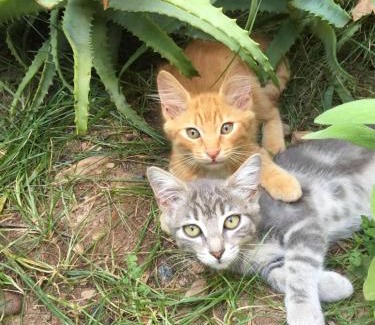 Querciolo Bed & Breakfast | Chambres d'hôtes Le Clos des Oliviers