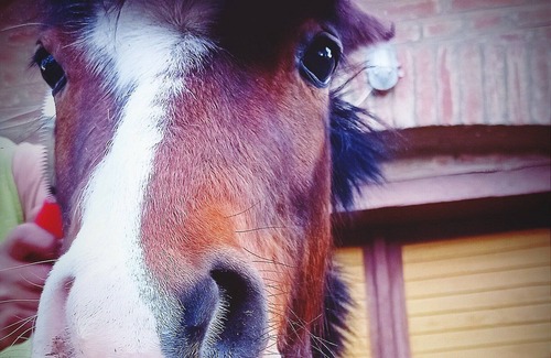 Hosszuvolgy Other | Charming 2-bedroom farmhouse in Hosszúvölgy with WiFin