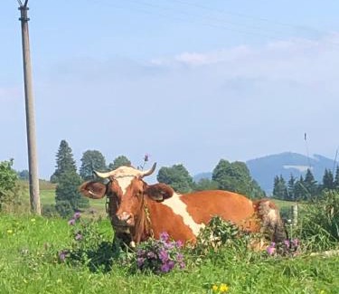 Oravska Lesna Ski Chalet | Chata Vločka - Orava Snow v lyžiarskom stredisku