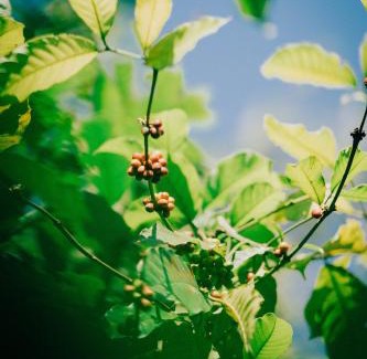 Tetebatu Cabin | Coffee Homestay Tetebatu