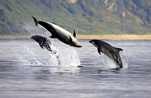 Scaniport Cottage | Comfortable 2 Bedroom Cottage, Real Home From Home