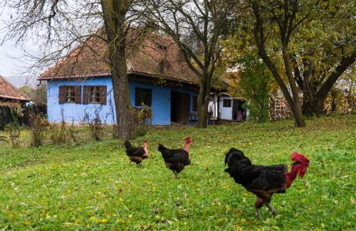 Miclosoara House | Count Kálnoky's Transylvanian Guesthouses