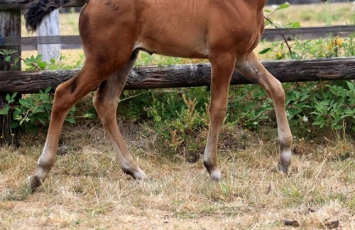 Le Landreau House | Country house in the heart of a Connemara pony farm