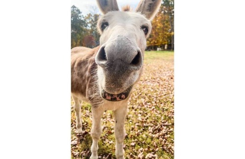 South Salisbury Other | Cozy Farmhouse Cottage close to town